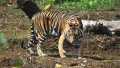 Kembali Harimau Sumatera Mangsa Manusia di Pelangiran