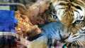 Lagi Warga Inhil Diterkam Harimau, Korban Dilarikan ke Rumah Sakit