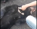 Penyembelih Beruang Madu di Inhil Ditangkap Polisi