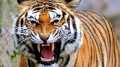 Ini Rekomendasi LHK Soal Harimau di Inhil yang Memangsa Warga