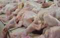 Daging Ayam di Inhil Sumbang Deflasi 0.75 Persen