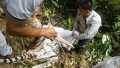 Harimau Sumatera Tewas Dijerat di Kabupaten Kuansing Riau