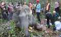 Bangkai Gajah Sumatra Tanpa Tapak Kaki Kiri Ditemukan di Bengkalis