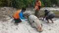 Bangkai Dugong Ditemukan Di Rupat Utara