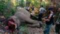 Pemburu Liar Sayat Kepala Gajah Sumatera di Riau