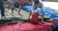 Polres Inhil Gagalkan Penyelundupan 15 Karung Bawang Merah asal Myanmar